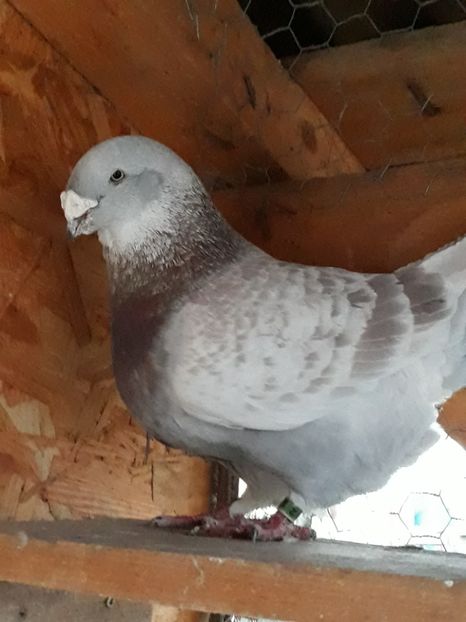 M 2016vândut - Amintiri