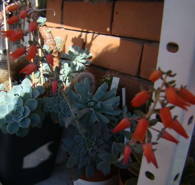 Inflorescenta de echeveria carnicolor - 2018