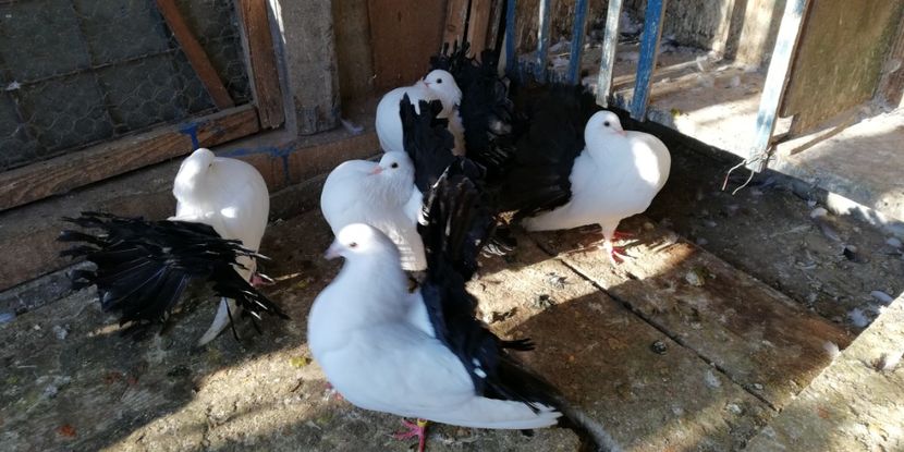  - Pavasi albi cu coada neagră 2018