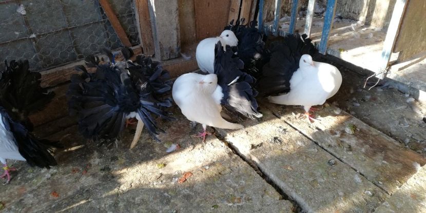  - Pavasi albi cu coada neagră 2018