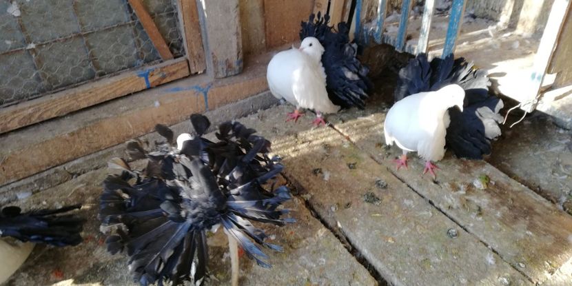  - Pavasi albi cu coada neagră 2018