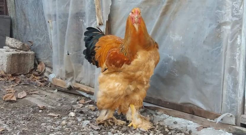 received_1489645307820101 - COLUMBIA 2018