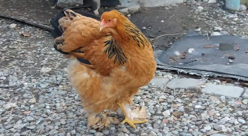 received_1489645091153456 - COLUMBIA 2018