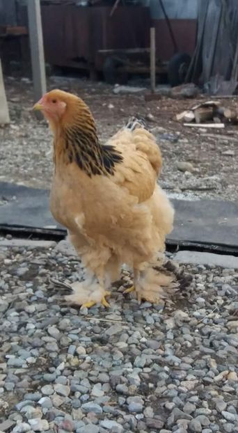 received_1489645691153396 - COLUMBIA 2018