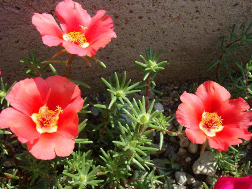 Portulaca grandiflora Hook.1829. - Genul Portulaca