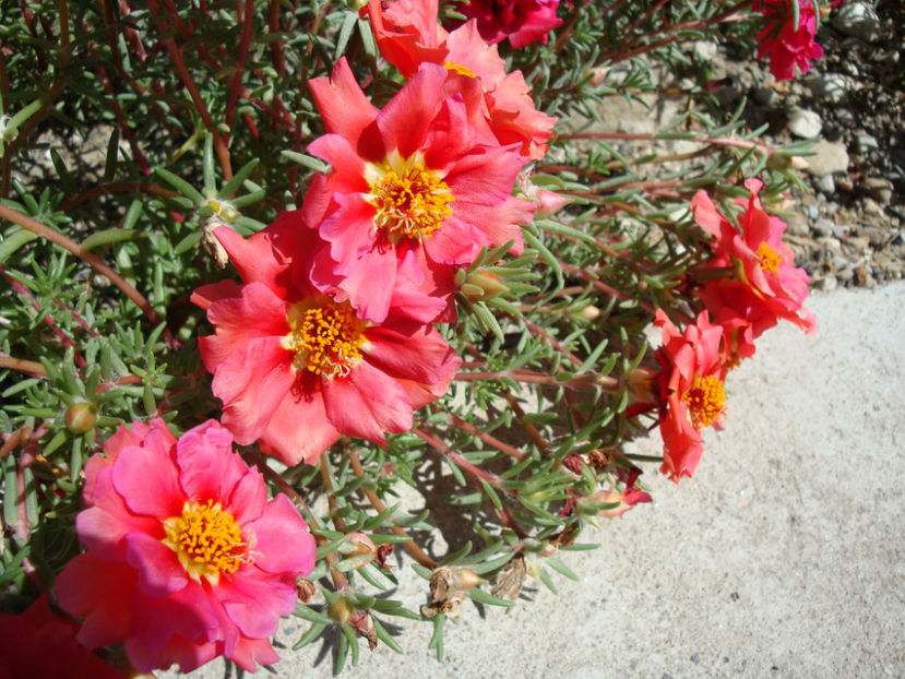 Portulaca grandiflora Hook.1829. - Genul Portulaca