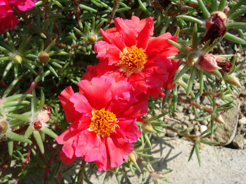 Portulaca grandiflora Hook.1829. - Genul Portulaca