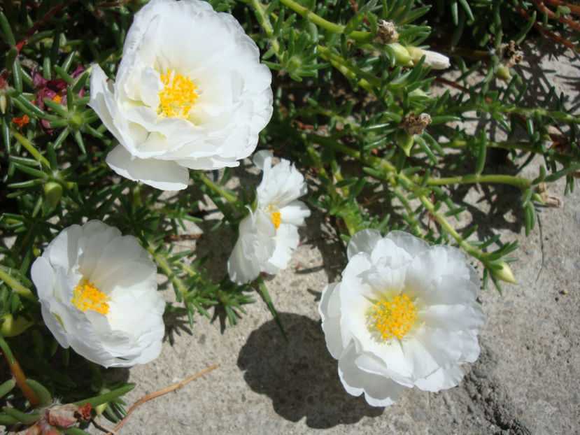 Portulaca grandiflora Hook.1829. - Genul Portulaca