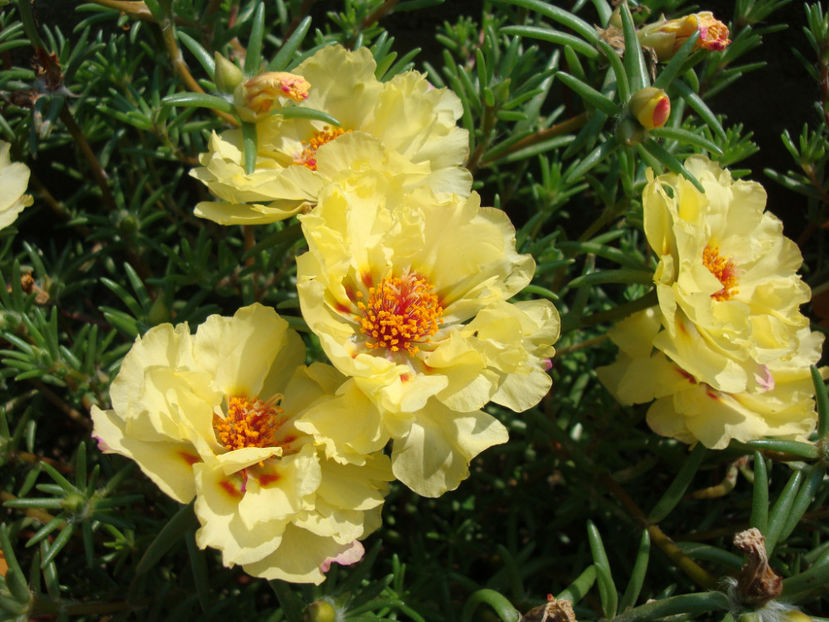 Portulaca grandiflora Hook.1829. - Genul Portulaca