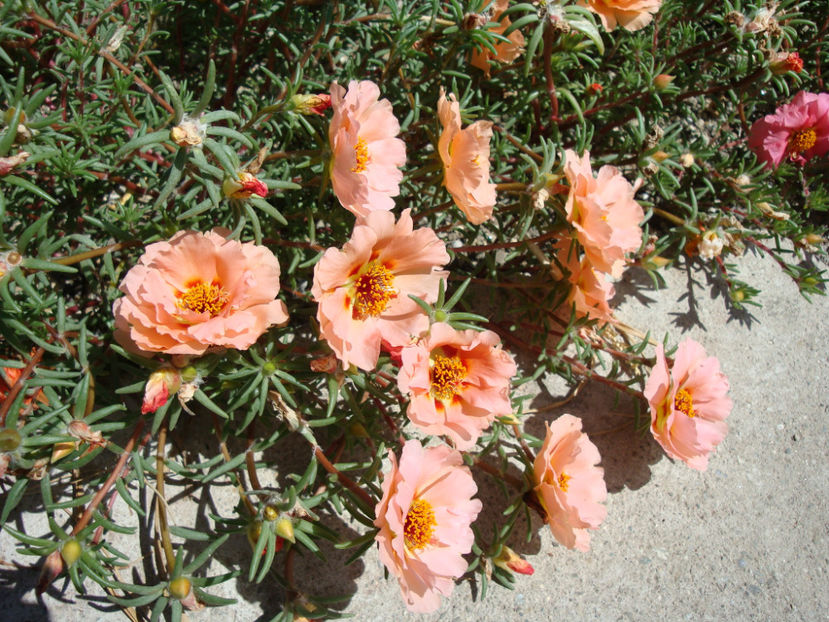 Portulaca grandiflora Hook.1829. - Genul Portulaca