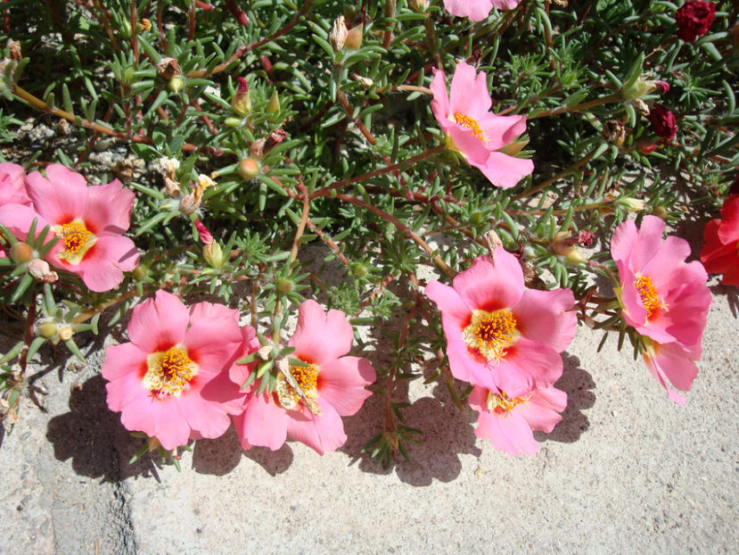 Portulaca grandiflora Hook.1829. - Genul Portulaca