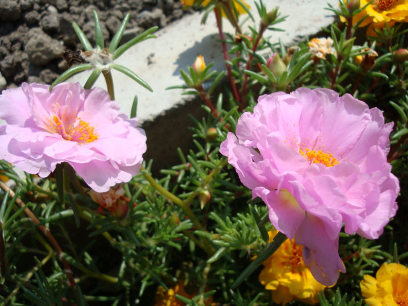 Portulaca grandiflora Hook.1829. - Genul Portulaca