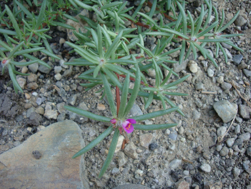 Portulaca pilosa L.1753. - Genul Portulaca