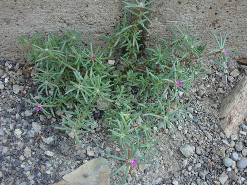 Portulaca pilosa L.1753. - Genul Portulaca