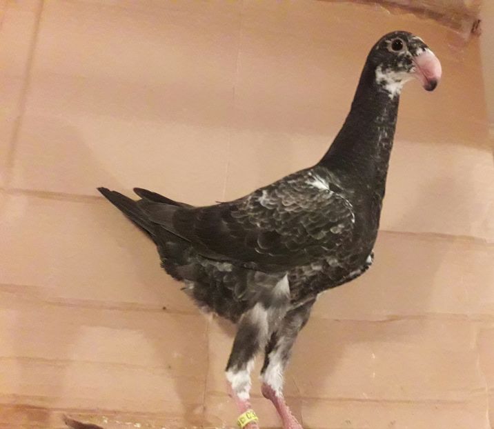 M 2017  o ragalie - Tineret 2017