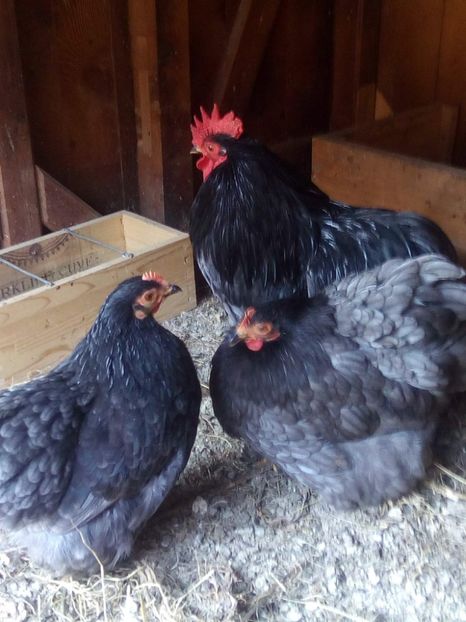 received_535494180146810 - Cochinchina pitic albastru