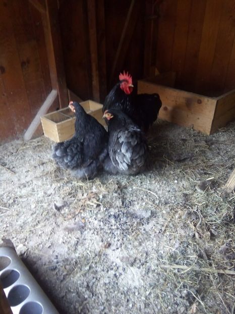 received_535494320146796 - Cochinchina pitic albastru