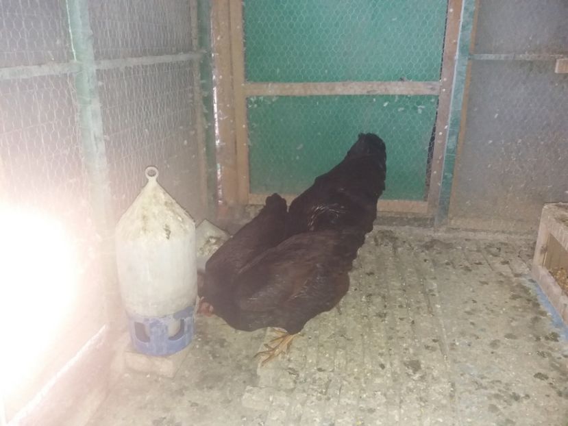  - 6 GAINI RHODE ISLAND