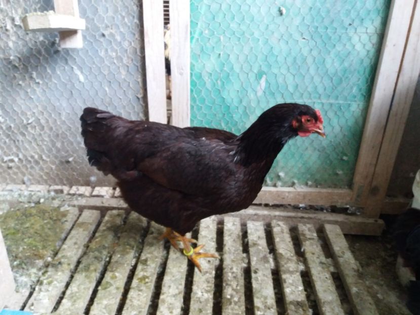  - 6 GAINI RHODE ISLAND