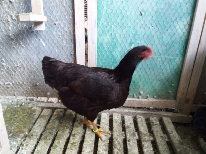  - 6 GAINI RHODE ISLAND