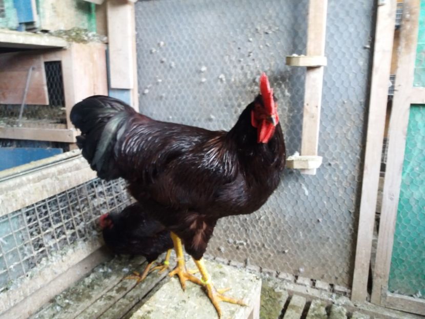  - 6 GAINI RHODE ISLAND