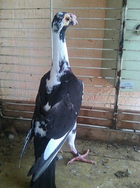 Photo1203 - de vanzare 2018