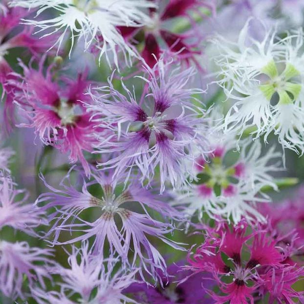 Seminte de Garoafa de Munte - 10,4 lei - Seminte de Garoafa de Munte - Dianthus Hybridus Rainbow Loveliness