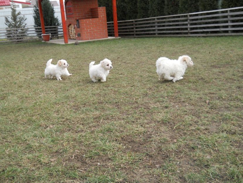  - BICHONI DE VANZARE