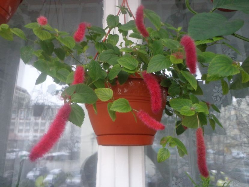 Acalypha nu renunta usor... - In glastra