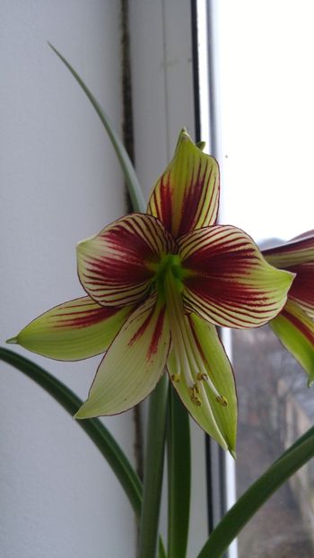 Papilio - Hippeastrum 2017 2018