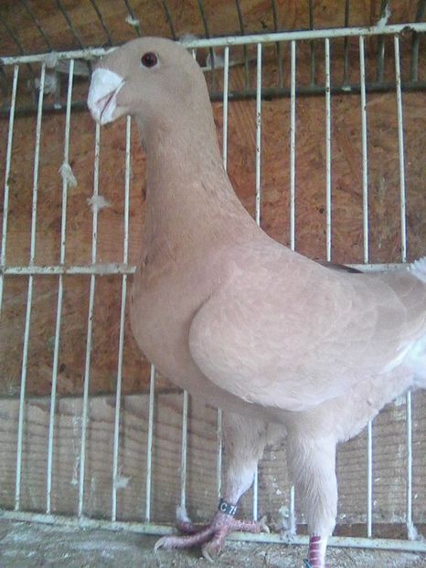 m-2016 - masculi 2018