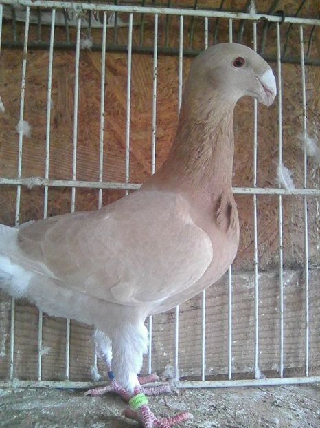 m 2017 - masculi 2018