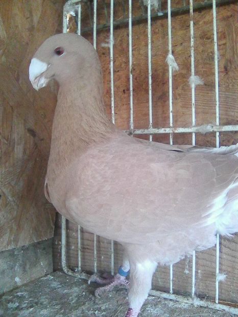 m 2016 - masculi 2018