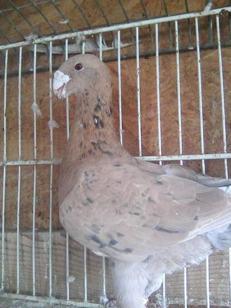 m 2011 - masculi 2018