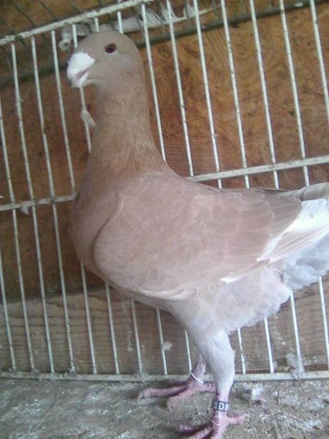 m 2016 - masculi 2018