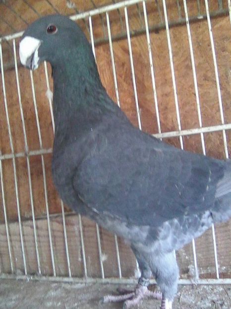 m 2016 - masculi 2018