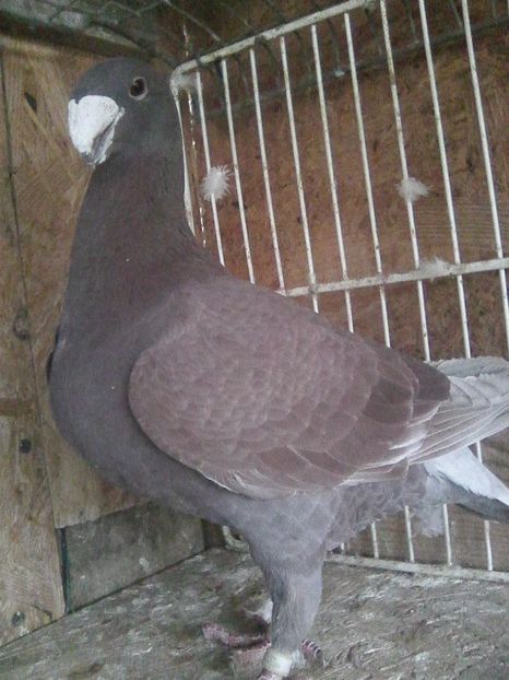 m 2016 - masculi 2018