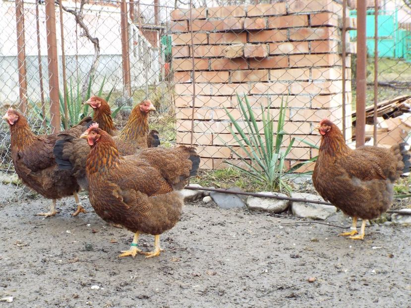  - 2 Plymouth partridge 2012-2022 arhiva