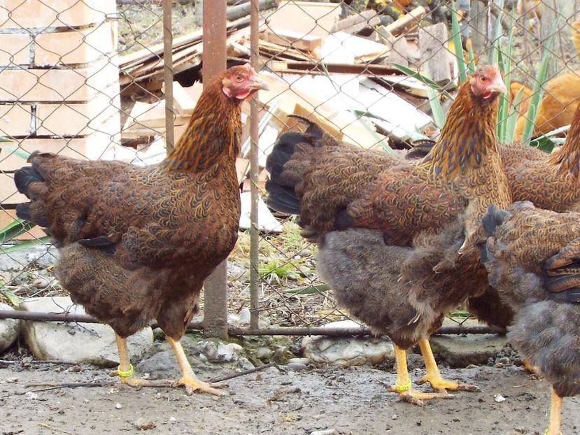  - 2 Plymouth partridge 2012-2022 arhiva