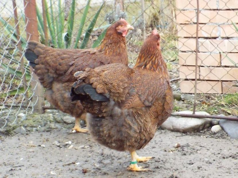  - 2 Plymouth partridge 2012-2022 arhiva