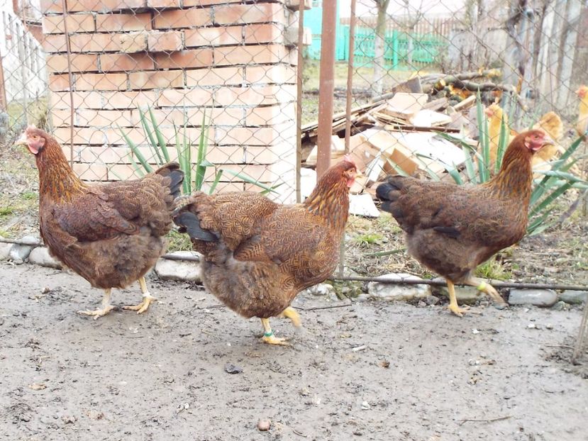  - 2 Plymouth partridge 2012-2022 arhiva