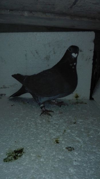 F 2016 - MATCĂ Femele 2018