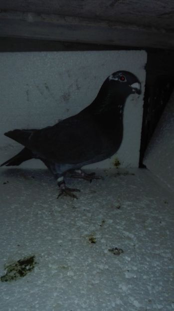  - MATCĂ Femele 2018