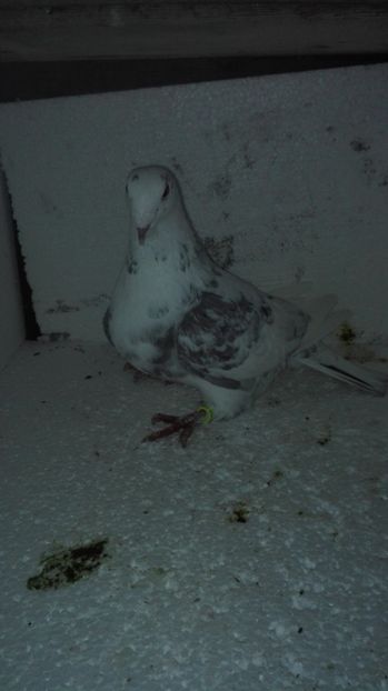 F 2017 - MATCĂ Femele 2018