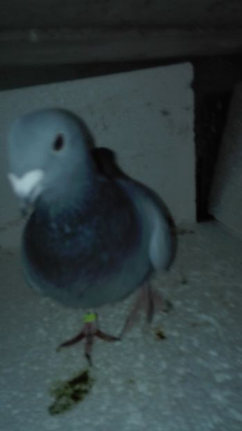 F 2017 - MATCĂ Femele 2018