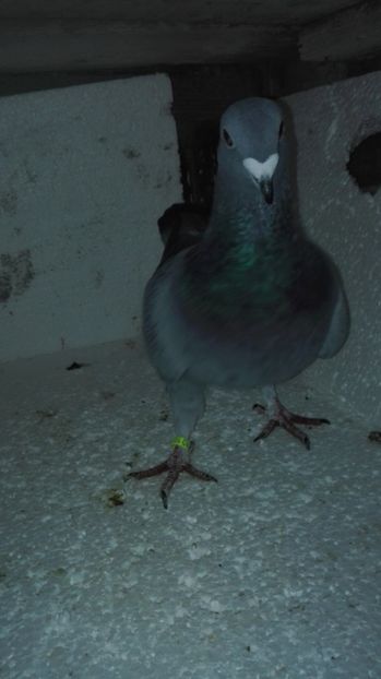  - MATCĂ Femele 2018