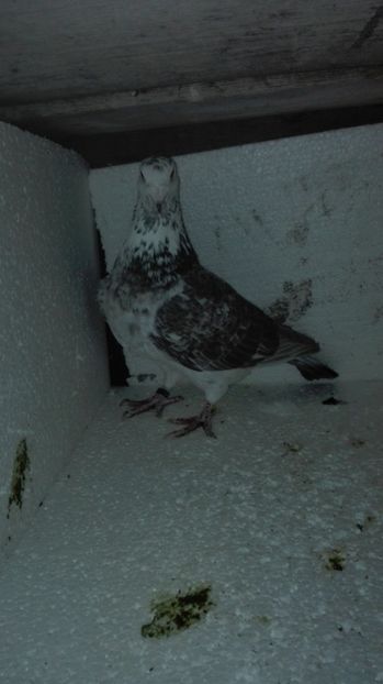 F 2016 - MATCĂ Femele 2018