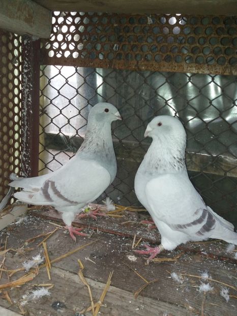  - Porumbei standard arginti