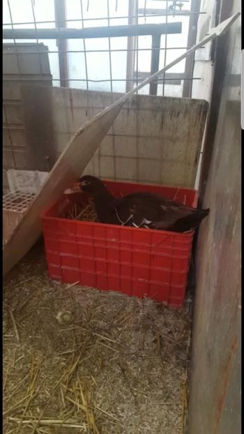 la -5C - 0001 rate lesesti matca 2018