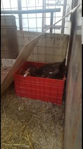 fata se pregateste - 0001 rate lesesti matca 2018